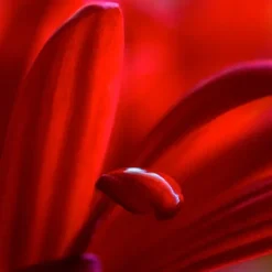 ARMONIA Ampollas|Hidratantes Faciales<Ampolla Phytoretinol