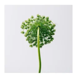 Hot Estuche Aire Estuches Mujer