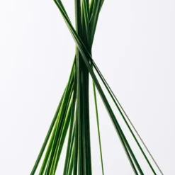 New Estuche Esencia Estuches Hombre