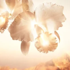 GUERLAIN Hidratación<Orchidée Impériale Gold Nobile La Crema