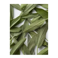 RALPH LAUREN Perfumes<Polo Blue