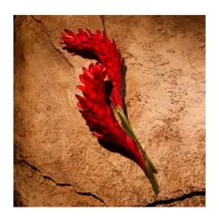 Outlet Polo Red Eau De Parfum Perfumes