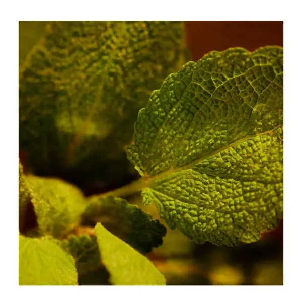 RALPH LAUREN Perfumes<Polo Red Eau De Parfum