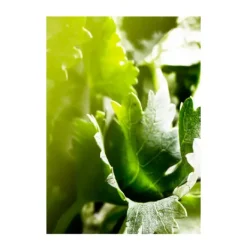 BVLGARI Perfumes<Wood Essence